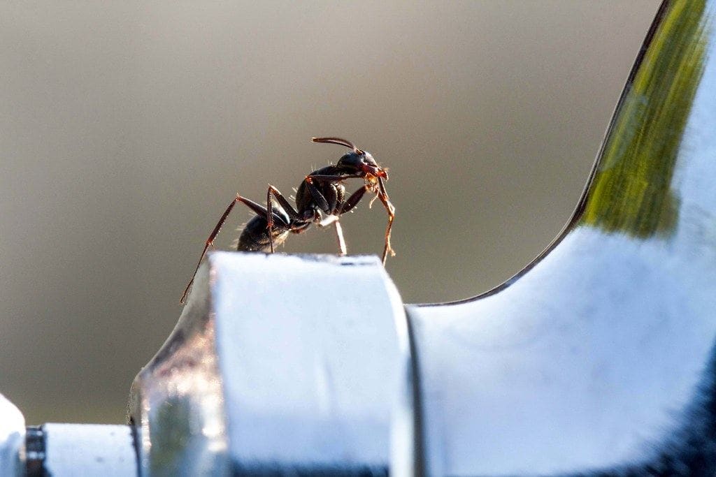 Close-up of ants