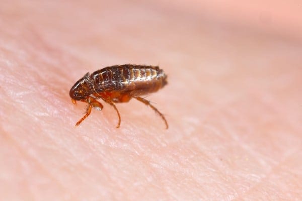 Close-up of a flea