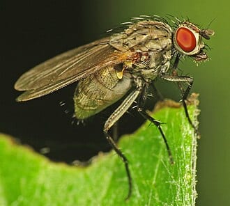 Close-up of a fly