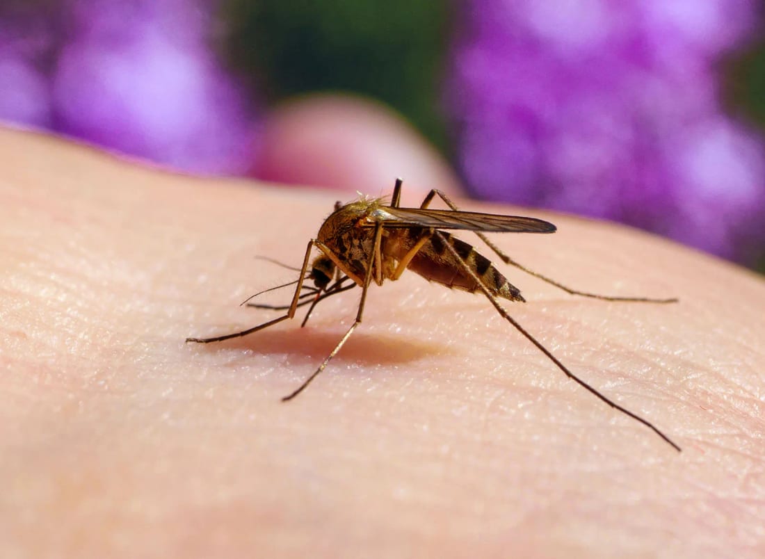 Close-up of a mosquito