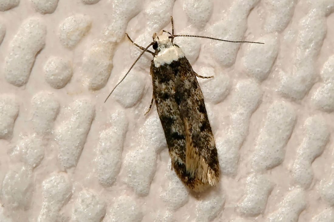 Close-up of a moth