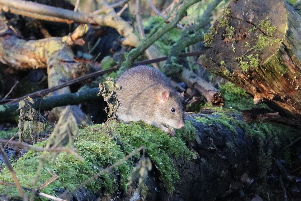 Close-up of a rat