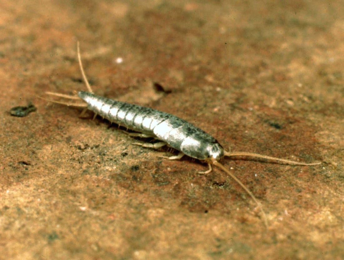 Close-up of a silverfish