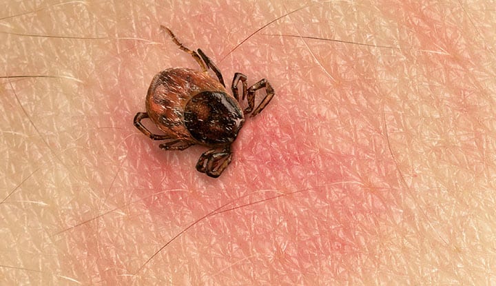 Close-up of a tick